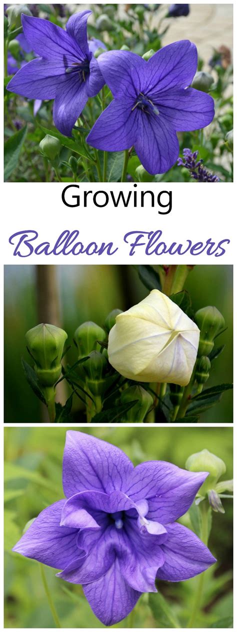 balloon flower tips for growing platycodon grandiflorus