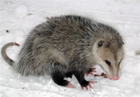 opossum