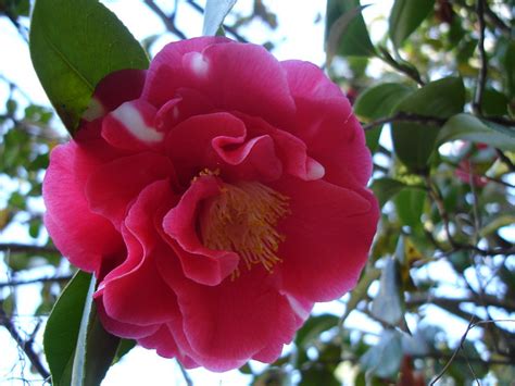 louisiana state flower flickr photo sharing