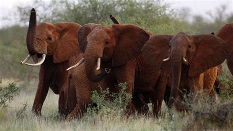 Trump Administration Quietly Oks Elephant Trophy Imports — Again