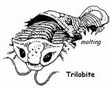 Trilobite Coloring Cambrian Molting Fish Period Pages Fossil Oldest Template sketch template