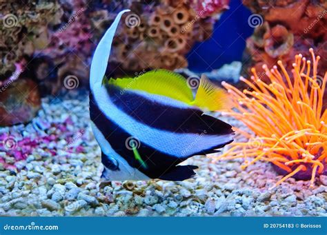 poissons tropicaux marins image stock image du extreme