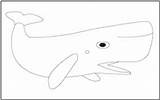 Coloring Fish Tracing Bowhead Whale Pages Mathworksheets4kids sketch template