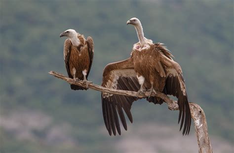 support  vultures rewilding europe