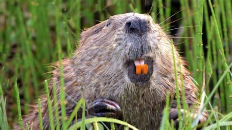 they re aggressive edmonton beaver attacks prompt warning from