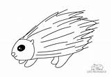 Stachelschwein Ausmalbilder Malvorlagen Tiere sketch template