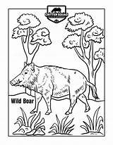 Boar sketch template