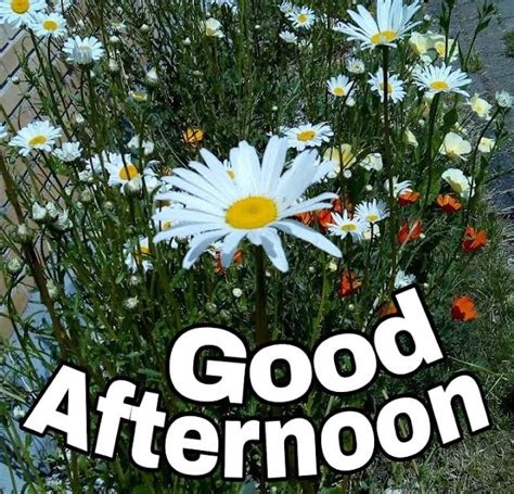 words good afternoon  written  front  daisies