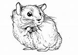 Coloring4free Hamster sketch template