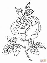 Rosas Colorare Capullo Supercoloring Bocciolo Imagens Kolorowanki Druku Kolorowanka Kwiat Colouring sketch template