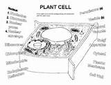 Cell Plant Worksheet Coloring Worksheets Cells Color Biology Resources Colouring Student sketch template