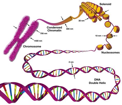 Dna To Chromosome Art And Science Graphics