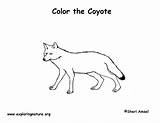 Coyote Coloring Nature Sponsors Wonderful Support Please sketch template