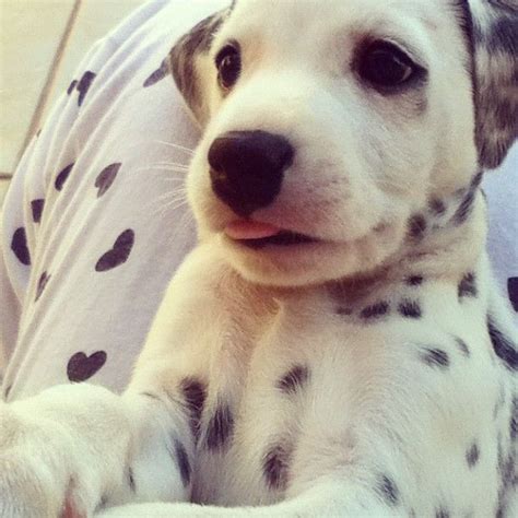 dalmatian puppy   cute dalmatians gotta