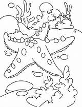 Reef Starfish Estrela Sea Corals Tudodesenhos Kidsplaycolor Coloringtop Getcolorings Preschool sketch template