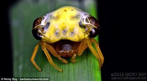 incredible video shows the bizarre disco spider with a pulsating abdomen that has left experts
