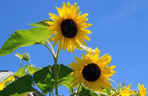 sonnenblumen sonnenschein blume kostenloses foto auf pixabay