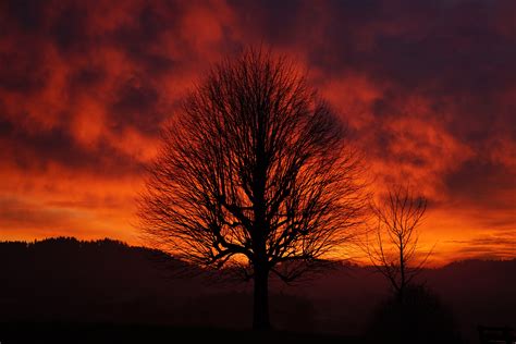 free images landscape nature horizon branch