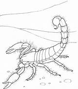 Scorpion Skorpion Desierto Kolorowanki Kleurplaat Escorpion Schorpioenen Skorpiony Escorpión Schorpioen Pobrania Pobierz Drukuj Wydruku sketch template