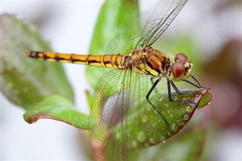 fascinating facts  dragonflies