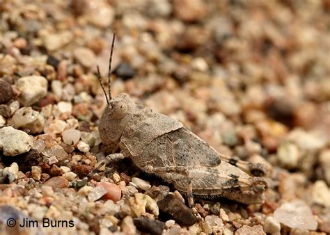 pallid winged grasshopper