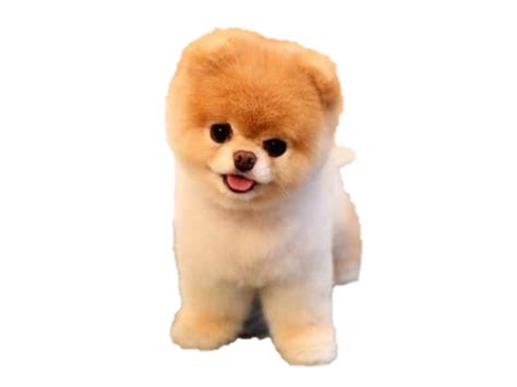 boo png transparent picture png mart