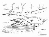 Alligator Cajun Swamp Habitat Cowboys Timvandevall sketch template