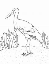 Stork Coloring Printables sketch template
