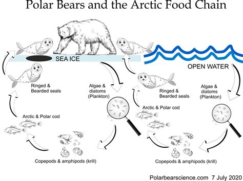 fallacies  arctic sea ice polar bear survival refute