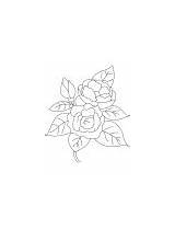 Camellia Coloring Growing Flowers sketch template