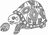 Tortoise Pages Coloring Galapagos Getcolorings Hare sketch template