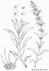 Salvia Sage Apiana Branca Daterra Sagrados Aromas sketch template