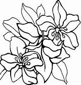 Coloring Pages Flower Mexican Adults Flowers Print Bestofcoloring Printable sketch template