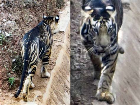 extremely rare black tiger spotted roaming  odisha