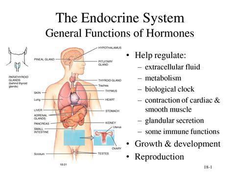 Facts Stories The Endocrine System