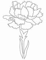 Carnation sketch template