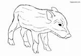 Schwein Ausmalen Ausmalbilder Malvorlage Wildschwein Frischling Kinder Schweine sketch template