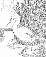 Crane Coloring Bird Whooping Pages Categories sketch template