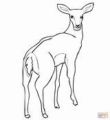 Impala Antelope Coloring Female Pages Drawing Dot Color Printable sketch template