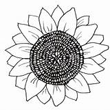 Sunflower Girasoles Girasol Printable Zonnebloem Sunflowers Flores Petalos Bloem Gogh Downloaden Pintarcolorear Sau Use sketch template