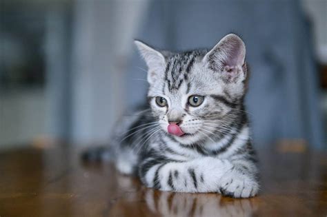 facts  kittens   surprise  long time cat lovers