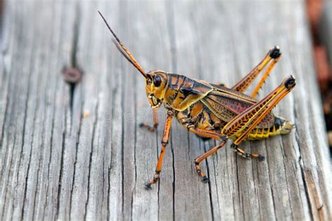 florida lubber grasshopper royalty  stock photo image