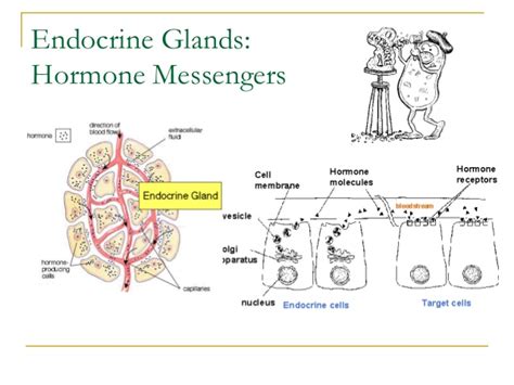 Endocrine Disorders Pituitary