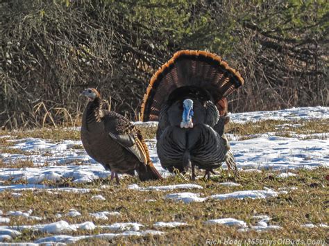 turkeys gone a courting video 365 days of birds