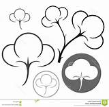 Cotton Boll Getdrawings Vector sketch template
