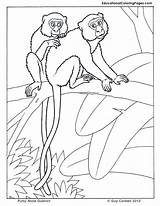 Coloring Pages Kids Trees Animal Animals Guenon Faced Book Colouringpages Au Jungle Tree Colouring 66kb 792px sketch template