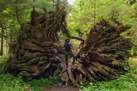 guide  olympic national parks ancient forests giant trees