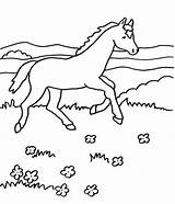 Pferd Pferde Malvorlage Ausmalbild Galoppiert Fohlen Ausmalen Pony Dressur Schule Kostenlose Pferdefotos sketch template