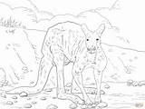 Coloring Kangaroo Red Pages Skip Main sketch template