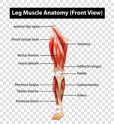 leg muscle diagram leg anatomy    leg muscles images